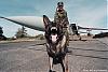     
: Guard_w_dog_2.jpg
: 1057
:	95.0 
ID:	3363