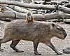     
: 3405492_7988_1202139330201-Capibara.jpg
: 853
:	5.1 
ID:	8039