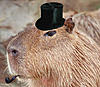     
: capybara.jpg
: 899
:	11.4 
ID:	8037